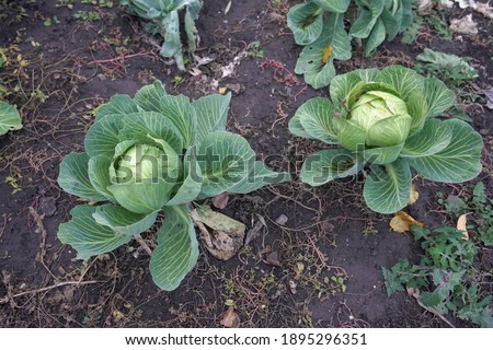Top view, growing cabbage in the field.