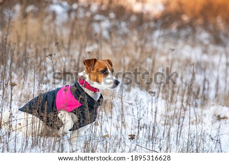 cute jack russell terrier in a pink vest hunting in a snowy forest, horizontal