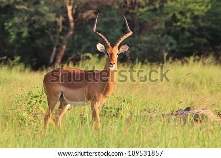 Impala Ram - Wildlife Background from Africa - Beautiful Red