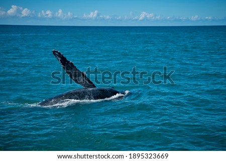 Humpback Whale photographed in Burarama, a district of the Cachoeiro de Itapemirim County, in Espirito Santo. Southeast of Brazil. Atlantic Forest Biome. Picture made in 2018.