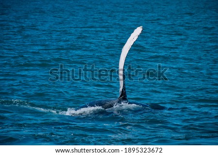 Humpback Whale photographed in Burarama, a district of the Cachoeiro de Itapemirim County, in Espirito Santo. Southeast of Brazil. Atlantic Forest Biome. Picture made in 2018.