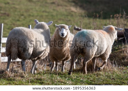 Three large woolly sheep grazing in an enclosed pen in a farmer's field.  Two sheep are back on to the camera and one sheep is staring at the camera. The field is filled with grass and there's a wood 