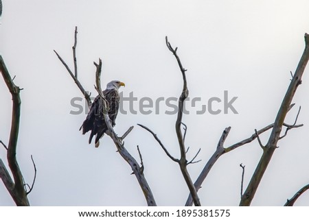 A close view of a single adult American bald eagle perched on a large branch towards evening at the beginning of winter.