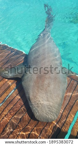 Nurse sharks laying on swim platform of yacht in Bahamas