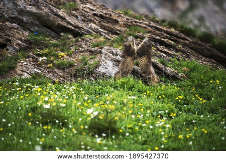 
Two marmots during a duel, game and dance on the top of a mountain, wildlife scene from the wild nature. Funny picture, detail of the groundhog. Groundhog day