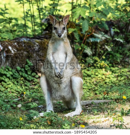 The agile wallaby, Macropus agilis also known as the sandy wallaby is a species of wallaby found in northern Australia and New Guinea.