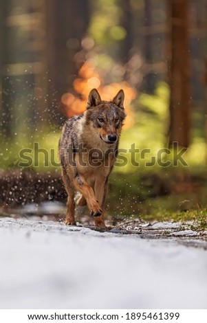 gray wolf (Canis lupus) in the winter forest