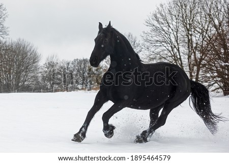 Friesian horse running on a snowy pasture