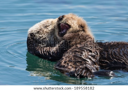 Mother Sea Otter and Yawning Baby 