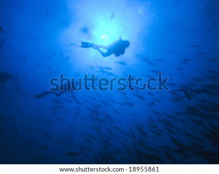 Diver in school of fish