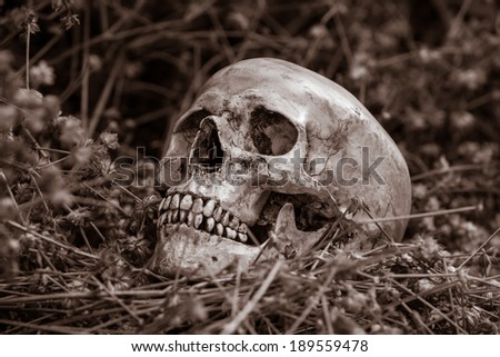 Still life, skull on dry flowers in the park
