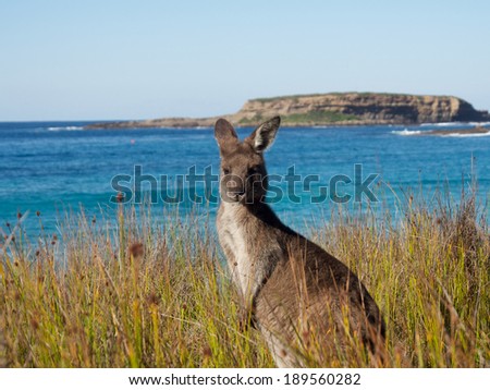 portrait of at kangaroo at batemans bay beach