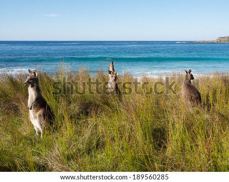 kangaroos keeping watch in batemans bay australia