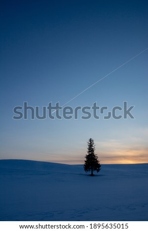Pine trees standing in the snow field and contrail in the dusk sky
