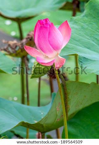 Lotus flower blooming in lake