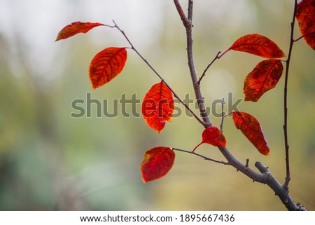 Close up of beautiful red leaves in autumn 