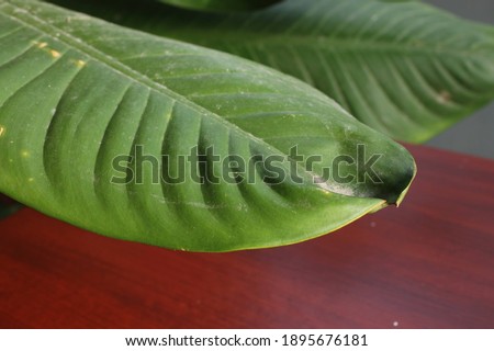 Close-up shot of the green fresh leaves of Dieffenbachia. 