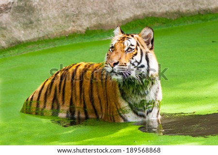 Tiger at the zoo.