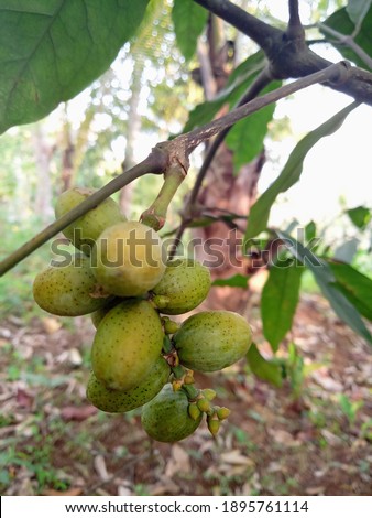 Melinjo or in Sundanese is called Tangkil, in Kapuas Hulu, West Kalimantan it is named: 'bidau' is a species of tree-shaped open-seeded plant originating from tropical Asia, melanesia and the West Pac Royalty-Free Stock Photo #1895761114