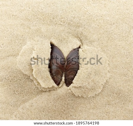 golden sand shells in the shape of a beautiful butterfly on a summer afternoon in the beach during holidays