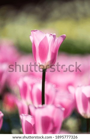 Macro picture of a tulip