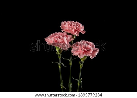 Pink carnation mother's day blessing flowers on black background