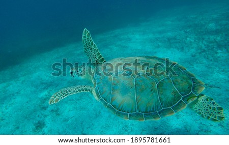 Giant and beautiful turtle swimming underwater on Grace Bay Beach Reef in Turks and Caicos.
