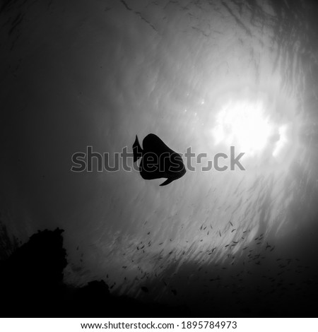 Batfish Silhouette, Raja Ampat, Indonesia
