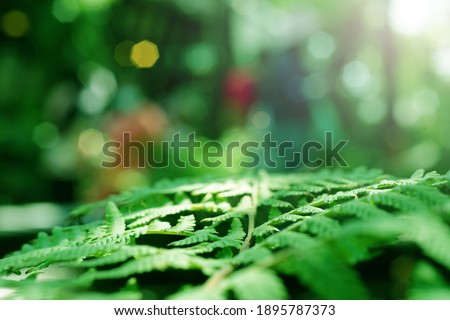 Macro of leaf in the forest with bokeh of light