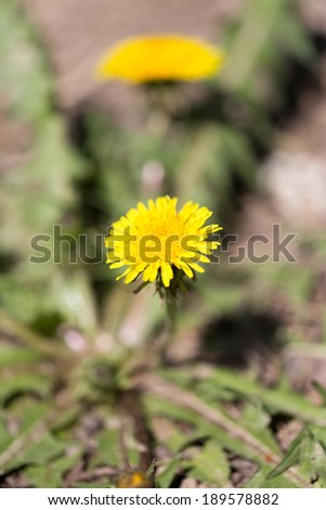 yellow dandelion in nature