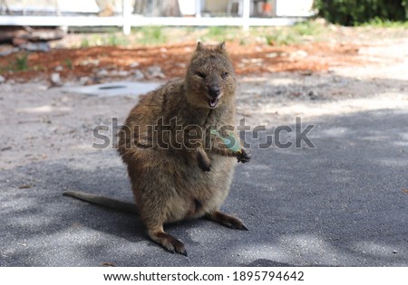 Quokka is a cute marsupial easily found in Rottnest Island, Western Australia.