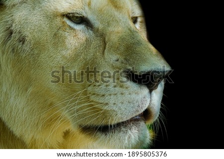 White lion eyes and face On a black background.Wildlife concept.soft focus