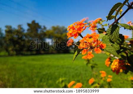 Closeup Natural orange flower background picture.