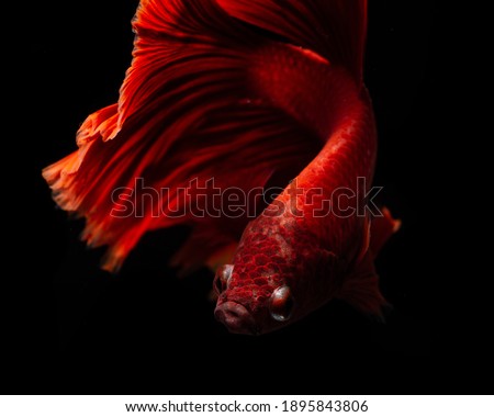 
Bright photos when asking for fighting fish, Thai, Half Moon, red color.