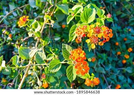 Lantana camara, orange and yellow flowers with green leaves as background.