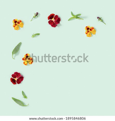 Natural blossom flowers heartsease and leaves on light green background with copy space. Small bright blooming buds of flowers pansy.