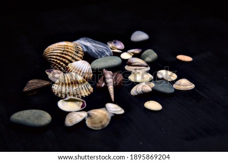 Seashell and rocks on a black surface