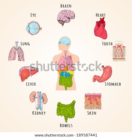 Human anatomy concept with body silhouette and organs icons isolated vector illustration
