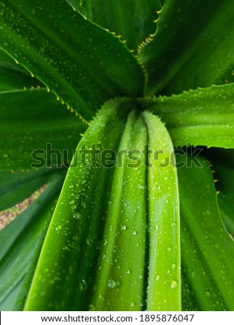 fresh green agave after rain. waterdrop on agave leaves. texture agave tree in the garden