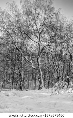 A black and white photo of a tree covered in snow a crispy cold winter day in a forest. Picture from Eslov, southern Sweden