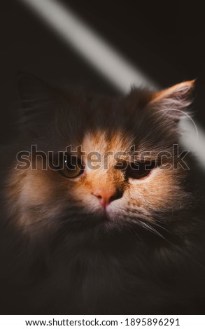 The orange cat is looking at the camera and the light shine to its face.