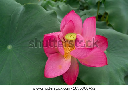 lotus flower typical buddhist flower