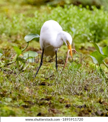 This is the white heron.      