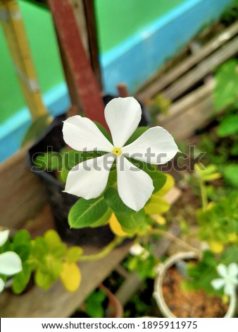 Catharanthus flowers are white in the garden