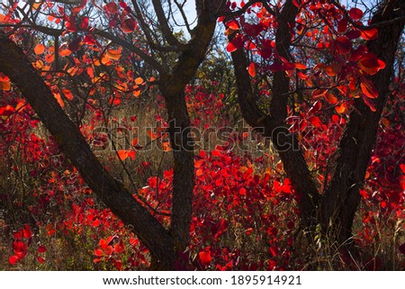 Beautiful autumn red shrub. Azerbaijan. Khizi region.
