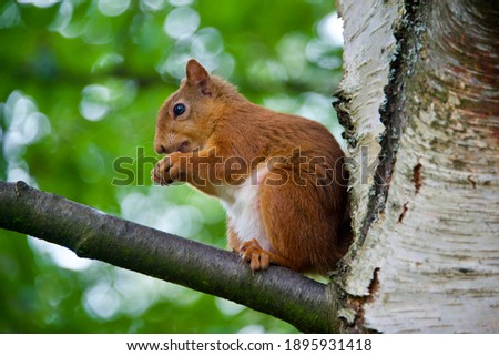 The endangered and rare Scottish red Squirrel