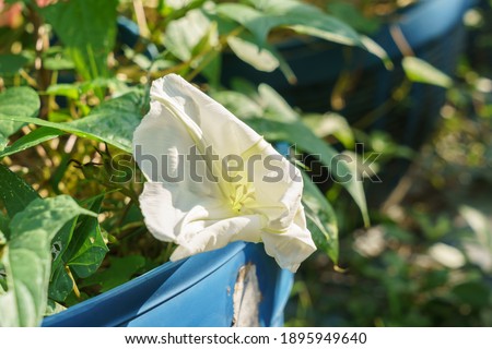 Ipomoea alba (tropical white morning-glory) flower