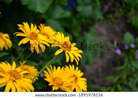 Yellow Daisy. Chamomile. Heliopsis helianthoides. Perennial flowering plant. Beautiful flower abstract background of nature. Summer landscape