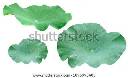 close-up of Lotus Leaf isolated on white background with clipping path 