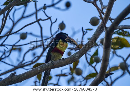 Exotic birds of the Pantanal. collared aracari, Pteroglossus torquatus, is a toucan, a near passerine bird, sitting high above on a branch in a tree in the Pantanal, Brazil, South America